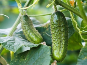 Na welke gewassen kunnen komkommers worden geplant, en daarna - niet?