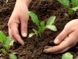 Na welke gewassen kunnen bieten worden geplant?