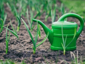 Regels voor het voeren van knoflook met ureum