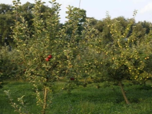 Zasady karmienia jabłoni i gruszy 