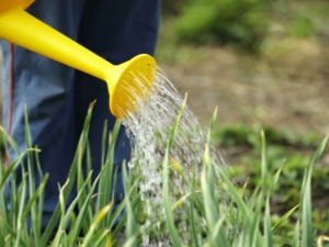 Regels voor het water geven van knoflook met zout water