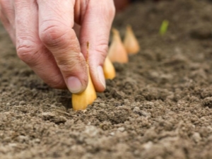 Regels voor het planten van plantuien in de volle grond