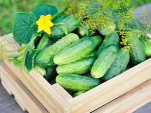 Regels voor het planten van komkommerzaden in de volle grond