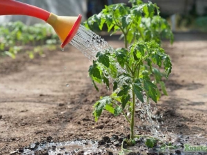 Het gebruik van ammoniak voor komkommers en tomaten