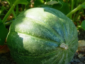 Het proces van het planten van meloenen en watermeloenen in de volle grond