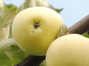 Recepten voor blanco's van appels Wit gieten voor de winter