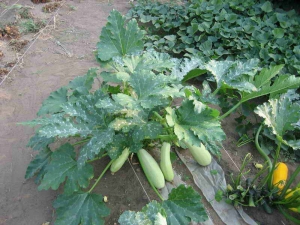 Met welke buren is courgette bevriend?