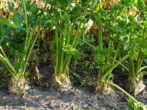 Selderij: een plant kweken en verzorgen in het open veld