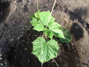 Het schema van het planten van zaailingen van komkommers in de volle grond