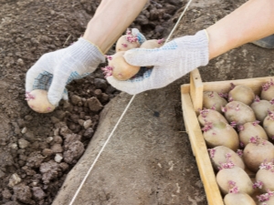 Schema's en methoden voor het planten van aardappelen