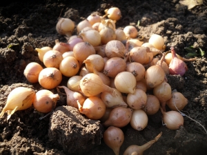 Schema's en methoden voor het planten van plantuien in de lente