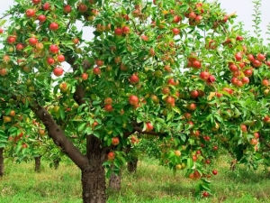 How long does an apple tree live and what does it depend on?