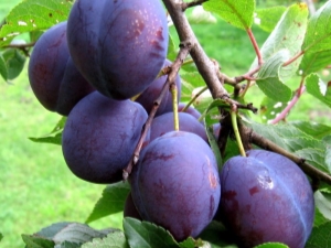 Plum Anna Shpet: kenmerken, planten en verzorgen