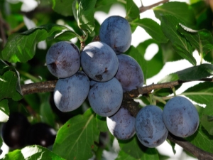 Pruim: botanische kenmerken van een boom en het effect van fruit op het menselijk lichaam