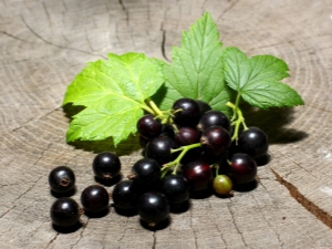 Currant Treasure: kenmerken en teelt van variëteiten 