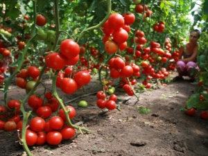 Tomatite ühilduvus teiste sama kasvuhoone taimedega