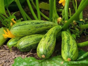 Manieren om ziekten en plagen van courgette te bestrijden