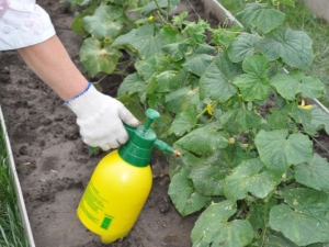 Methoden voor het verwerken van komkommers in een kas tegen ziekten en plagen