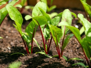 Data van het planten van bieten in Siberië en de Oeral 