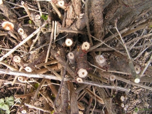 Currant glass case: characteristics and methods of struggle