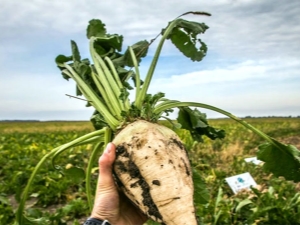 Technologie voor suikerbietenteelt