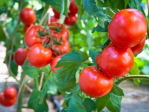 Tomato Sanka: opis odmiany i cechy uprawy