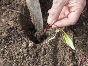 De subtiliteiten van het planten van bietenzaailingen in de volle grond