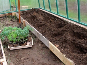 De subtiliteiten van het proces van het planten van tomaten in een kas