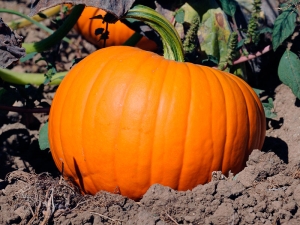 Pompoen: planten en verzorgen