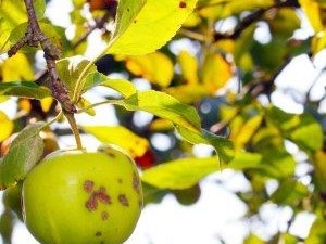 De appelboom heeft lichtgroene bladeren: hoe wordt dit uitgelegd en wat te doen?