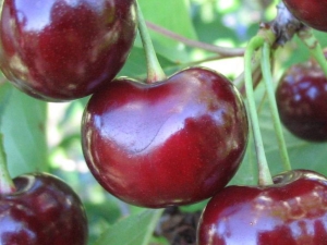 Cherry-cherry hybriden: beschrijving van variëteiten, bestuivers, planten en verzorgen