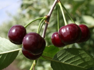 Cherry Youth: sortide kirjeldus ja kasvatamine 