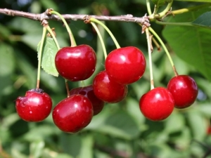 Cherry Turgenevka: beschrijving en teelt van de variëteit