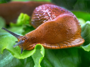 Aubergineplagen en hoe ermee om te gaan?