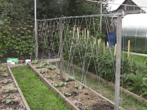 Choosing and installing a cucumber trellis