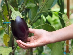 Aubergines kweken in de volle grond