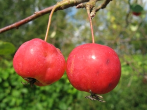 Ranetki-appels: kenmerken en subtiliteiten van het kweken