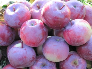 Appelboom Alesya: beschrijving van de variëteit aan appels, kenmerken van planten en verzorgen