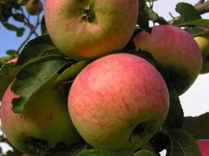 Appelboom Anis: beschrijving en variëteitsvariëteiten, aanbevelingen voor landbouwtechnologie 