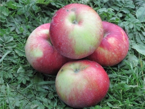 Antey apple tree: variety characteristics, planting and care