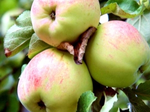 Apple tree Antonovka: variety description, varieties and cultivation