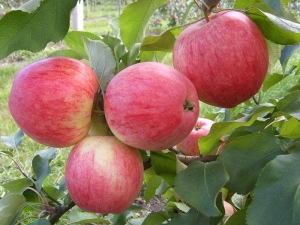 Appelboom Bashkir knap: rasbeschrijving en plantkenmerken