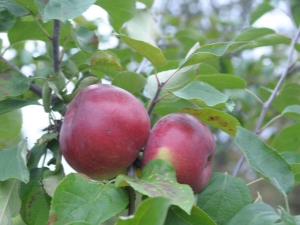 Appelboom Wit-Russisch zoet: rasbeschrijving en kweektips