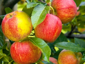 Apple tree Good news: variety description, planting and further care