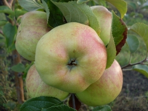 Appelboom Bogatyr: kenmerken en teelt van variëteiten