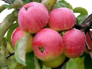 Appelboom Borovinka: kenmerken, planten en verzorgen