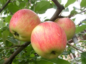 Apple tree 