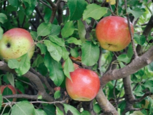 Appelboom Chudnoye: voor- en nadelen van het ras, tips over landbouwtechnologie