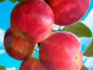 Apple Gornist: description and cultivation of varieties