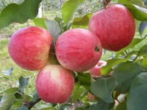 Appelboom Grushovka Moskou: rasbeschrijving, planten en verzorgen